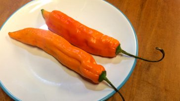 Ajíes amarillos en un plato