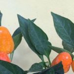 plantas-de-picantes-amarillos