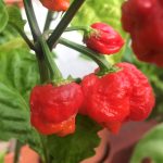 Chiles Carolina Reaper en la planta