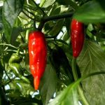 Chiles ají verde