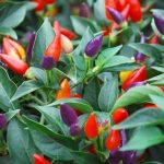 Chiles Numex Twilight
