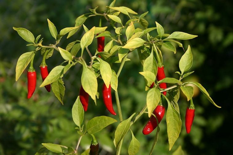 Chiles thai rojo en la planta