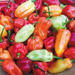 Chiles condimento tobago