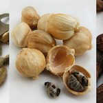 Cardamomo