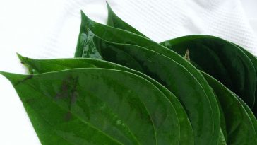 Hoja de betel