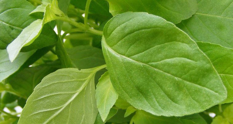 Kemangi (albahaca limón)