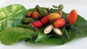 Melindjo hojas y frutos secos