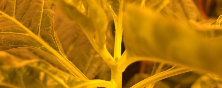 Indoor de chiles detalle de hojas