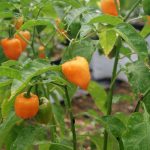 Planta de habanero naranja