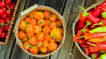 cestitas con chiles frescos