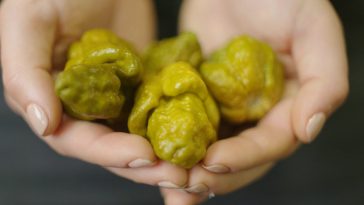 Chile X más picante del mundo