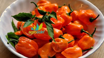 Chiles Habaneros Respaldo Criptomoneda