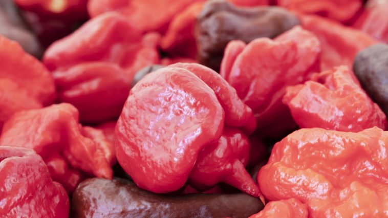 Carolina reaper chile más picante